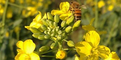 Determinan el momento oportuno para cosechar la colza