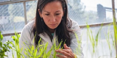 Avanzan sobre zonas poco conocidas del genoma de la célula vegetal