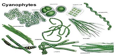 Alguicidas para tratar las “aguas” contaminadas para consumo vacuno y humano