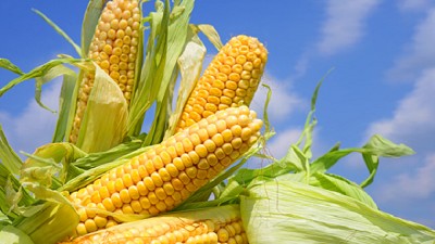 Con la Lupa Puesta en el Maíz, por Catalina Ferrari