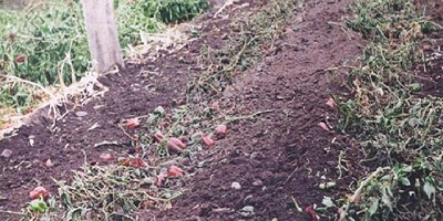 Reciclan rastrojos de tomate y pimiento para nutrir el suelo