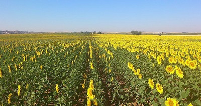 El girasol perdió áreas de siembra, pero se está potenciando con la tecnología; por J. Ingaramo - ASAGIR