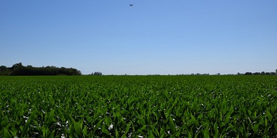 El futuro del maíz busca 