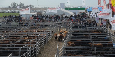 AgroActiva ganaderá tendrá una agenda muy diversa para el público