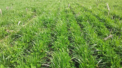 Río Negro financiará la siembra de forraje para pequeños productores