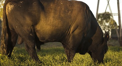 Registro y seguimiento de rumiantes importados para reproducción