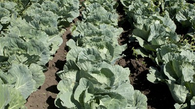 La importancia de respetar la inocuidad y la calidad en la cadena hortícola familiar