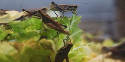 Importante inversión para el laboratorio de Sanidad Vegetal del Ministerio de Agroindustria bonaerense