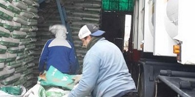 Nueva destrucción de alfalfa transgénica