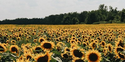 Dentro del lote, el girasol también es un ejemplo de valor agregado