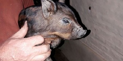 Cerdo criollo costero: una raza autóctona con atributos esenciales