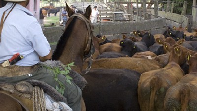 Argentina revalidó ante Australia el más alto nivel sanitario respecto a la EEB