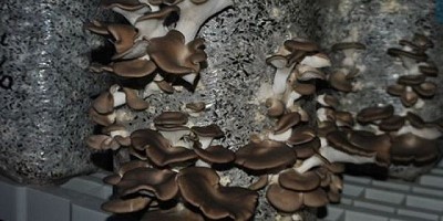 Aprovechan el descarte de girasol para producir hongos y biofertilizantes