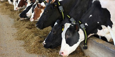 Nueva generación en sistemas de monitoreo inteligente para vacas lecheras