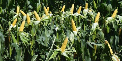 Girasol y maíz para el noreste Argentino