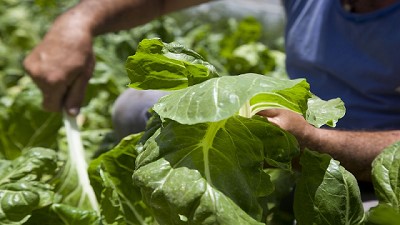 Buenas prácticas agrícolas para la producción de frutas y hortalizas frescas
