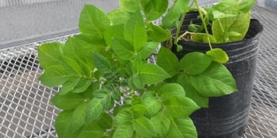 El desafío de crear una papa más resistente