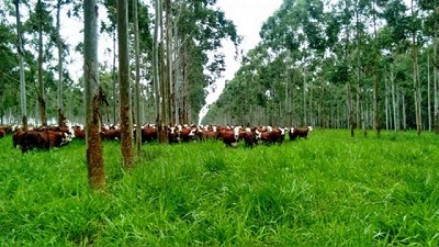 La adopción de Sistemas Foresto Ganaderos aumenta la rentabilidad de la producción agropecuaria