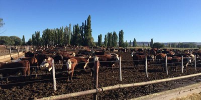 La Unión Europea reconoce a la Patagonia Norte A como región libre de aftosa sin vacunación