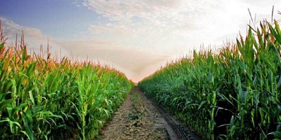 En China también pronostican menor producción de maíz