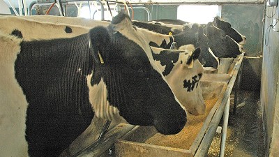 Ganadería, lácteos y granos: cuáles son los desafíos de cada sector