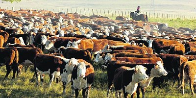 Tratamiento generacional es clave contra la garrapata