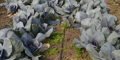 La producción orgánica reunida para avanzar en el plan estratégico 2030