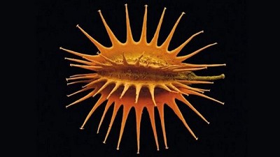 Semillas de vida: las plantas adaptables al cambio climático