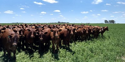 Sistemas integrados de producción: la intensidad del pastoreo define si la integración es positiva o negativa