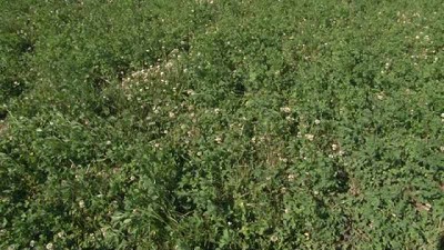 Fertilización fosfatada de alfalfa para un aumento sustentable de la producción forrajera
