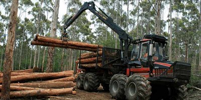 La cosecha de árboles enteros podría impulsar la producción de biomasa