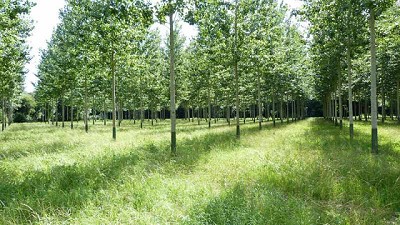 Realizarán prácticas pre-profesionales en la Estación Forestal de la Provincia
