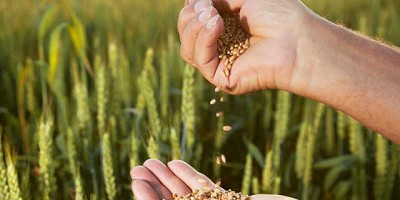 SISA-IVA: qué puede hacer el productor ante demoras en la devolución