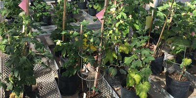 El INTA obtuvo plantas transgénicas de algodón