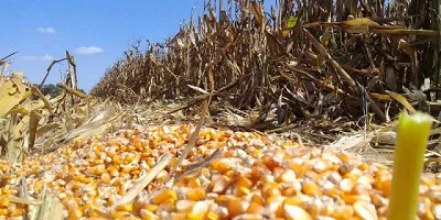 Sin ola de calor en Estados Unidos, el precio del maíz cayó un 2,63% en Chicago