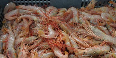 Argentina reanuda las exportaciones de langostinos a Brasil