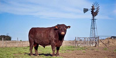 Argentina exportará semen y embriones a Kazajstan