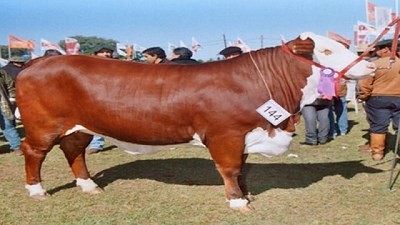 Hoy lunes ingresa el primer animal a la Rural 2019