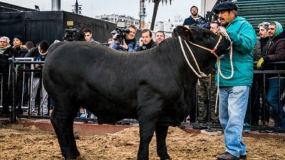 Apolo fue el primer animal en pisar la pista central de La Rural