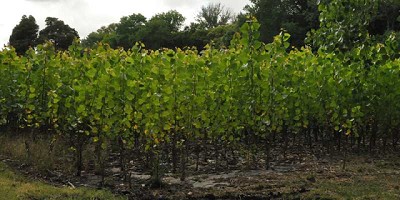 Buenos Aires: crecieron un 113% los aportes económicos a forestadores