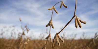 SIO-Granos: intensifican el control de operaciones de compraventa de granos a partir de los registros