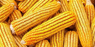 Fuerte ritmo de ventas de maíz de la nueva campaña, por Pablo Adreani