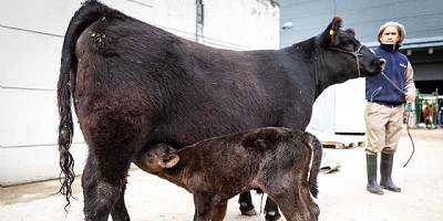 De Rossi, el ternero Angus que nació en la Expo Rural 2019