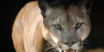 Pumas en la pampa bonaerense
