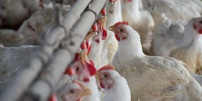 Consumo interno: la carne aviar se equipara con la bovina