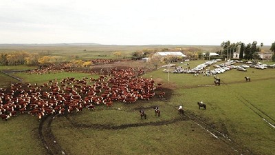 Proponen hacer selección genética por eficiencia de engorde