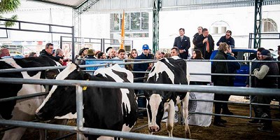 Semana de la carne: remates de vaquillonas Hereford y Holando