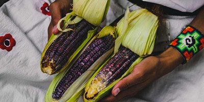 El comercio del maíz. La clave es llegar a más mercados