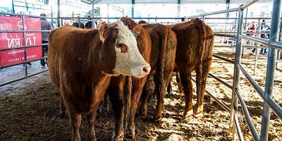 Un jurado estadounidense para la raza Hereford en la Exposición Rural 2019