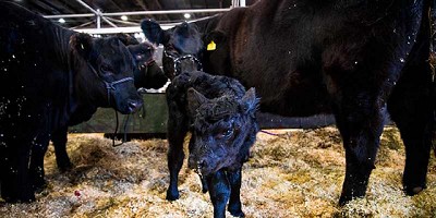 Nació un ternerito Angus de Cabaña Suyaná